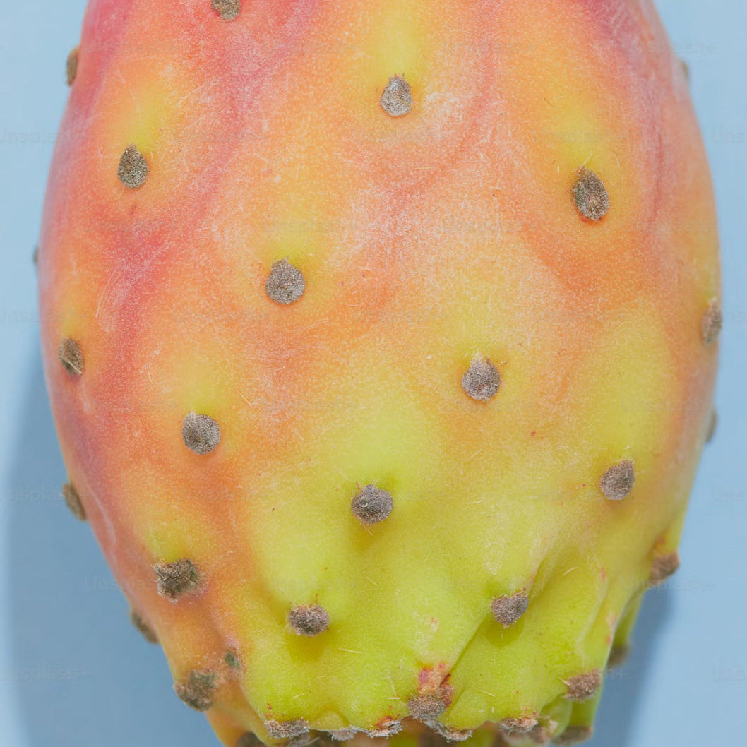 Huile de pépins de figue de barbarie bio  15 ml