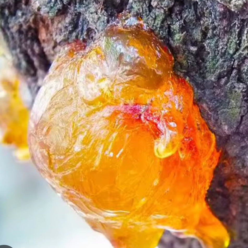 Huile d'encens de L'oliban - 30 ml